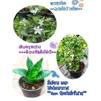 ราคา ⛅4ไม้มงคล ควรมีในบ้าน พุดศุภโชค ต้นเล็บครุฑด่างลิ้นมังกรแคระ️โป๊ยเซียนแคระ ดอกแดง (9719309552)