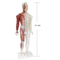 ราคา หุ่นจำลองแสดงกล้ามเนื้อและจุดฝังเข็ม (4611306564)