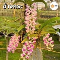 ราคา กล้วยไม้ช้างกระ ไม้เมล็ด รุ่นทำใหม่เตรียมมีดอกช่วงปลายปี (21360788726)