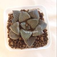 ราคา ฮาโวเทีย Haworthai Springbokvlakensis (ไม้นำเข้าเกาหลี) (6511840813)