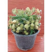 ราคา มะพร้าวทะเลทราย ไฮบริด Dorstenia (15919370644)