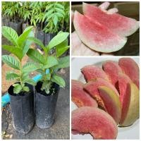 ราคา ต้นฝรั่งไส้แดง เพาะเมล็ด ต้นพันธุ์แข็งแรง ติดผลดก หวานอร่อย (20295374311)