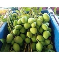 ราคา มะม่างเบาเปรี้ยวจี๊ด1kg.สดๆอ่อนๆ ส่งตรงจากภาคใต้ ปลูกแบบเกษตรอินทรีย์ ปลอดสารเคมี100% (25167684026)