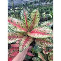 ราคา ต้นอโกลนีม่า สิบกะรัต (27358199590)