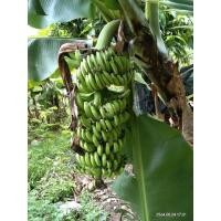 ราคา พันธ์ุกล้วยหอมเขียวเตี้ย1หน่อ100บาทลูกสวยเครือยาว (12105419729)
