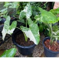 ราคา ต้นกระดาด หรือ บอนกระดาดด่าง (12320100408)