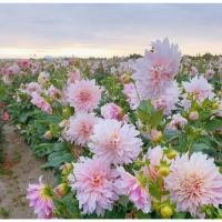 ราคา เมล็ดพันธุ์ ดอกรักเร่ สีผสม เมล็ดดอกรักเร่ Mix Color Dahlia Seeds (Big Flowers) ของแท้100% ปลูกง่าย อัตราง (54655321183)
