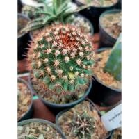ราคา Mammillaria Mammillaris แมมหนามพิกุล (6551691032)