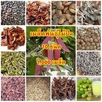 ราคา ขายถูก 10 สายพันธุ์ 1,000 เมล็ด ไม้ป่า ชิงชัน ไผ่ซางหม่น มะฮอกกานี ไผ่โมโส ตะเคียนทอง มะขามป้อม สัก แคนา ยางนา พะยอม (3385831251)