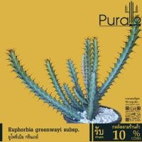 ราคา ต้นยูโฟร์เบีย ยูโฟร์เบีย กรีนเวย์ Euphorbia greenwayi #เมล็ดพันธุ์พืช #กระถาง #Euphorbia (40510953486)