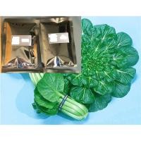 ราคา เมล็ดผักกวางตุ้ง แทตฉ่อย - Tat Soi Chinese flat cabbage (3658016341)
