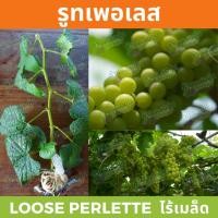 ราคา กิ่งพันธุ์องุ่น “รูทเพอเรท” ไร้เมล็ด (1513725352)