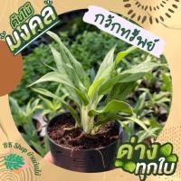 ราคา ต้นกวักทรัพย์ ต้นไม้มงคล กวักเงินกวักทองเข้าบ้าน พร้อมกระถ่าง 3 นิ้ว (15552273757)