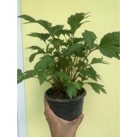 ราคา จิงจูฉ่าย ต้นจิงจูฉ่ายอกอใหญ่ รากแน่น ในกระถาง/ถุง 6 นิ้ว (23533059921)