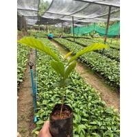 ราคา ต้นพันธุ์กาแฟ โรบัสต้า พร้อมปลูกในถุงดำ 29 บาท Robusta (25997287464)