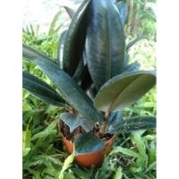 ราคา ต้นยางอินเดียดำ มี 3 หัวในหนึ่งกระถาง (14209694411)