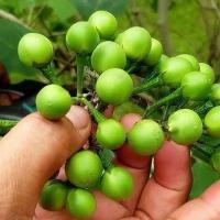 ราคา 50 เมล็ด เมล็ดพันธุ์ มะเขือเปราะ มะเขือเสวย มะเขือเดือนแจ้ง มะเขือขันคำ สายพันธุ์ มะเขือพวง พวงเงิน (44423801641)