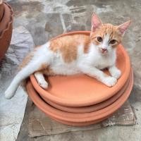 ราคา ถาดดินเผา จานดินเผา ขนาด 8 นิ้ว ได้ 1 ใบ ใส่อาหาร ขนม พร้อมส่ง (23969821705)