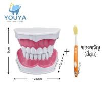 ราคา หุ่นจำลองฟัน 1 ชิ้น พร้อมแปรงสีฟัน หุ่นจำลองฟัน หุ่นจำลองการสอนฟันปลอม (29237709808)