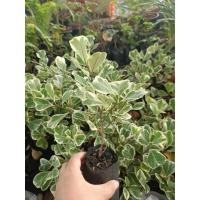 ราคา ต้นสาริกาด่าง/หัวใจเศรษฐี (40401694106)