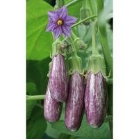 ราคา เมล็ดพันธุ์มะเขือม่วงลิง 50 เมล็ด (5แถม1คละได้) (26025631061)