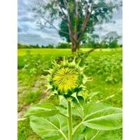 ราคา เมล็ดทานตะวันสายพันธุ์ aquara 6 (100เมล็ด) ดอกใหญ่ ปลูกง่ายทนแล้ง (41914799198)