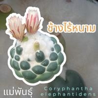 ราคา ช้างไร้หนาม แคคตัสช้าง Coryphantha elephantidens พร้อม (24183256534)