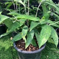 ราคา ว่านเทวบุตร(ต้นแหย่แย้)ไม้มงคล (19377378997)