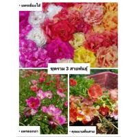 ราคา ชุดดอกคุณนายตื่นสาย รวม 3 สายพันธุ์ (22072625581)