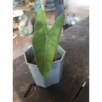 ราคา ต้นพญาจงอางด่างเหลือง (12125728491)