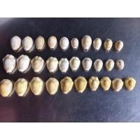 ราคา เบี้ยเก่าโบราณ 30แบบ (7956198647)