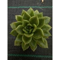 ราคา ไม้อวบน้ำ กุหลาบหิน succulent (42778788977)