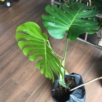 ราคา Monstera Giant มอนสเตอร่า ไจแอนท์ พืชฟอกอากาศ ไม่ตัดใบ ไม้ (3816490013)