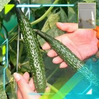 ราคา [5แถม1] เมล็ดพันธุ์แตงกวาญี่ปุ่น เมล็ดแตงกวาญี่ปุ่น Japanese Cucumber Seeds (14760903266)