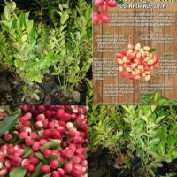 ราคา มะม่วงหาวมะนาวโห่ ต้นมะม่วงหาวมะนาวโห่ ขายต้นมะม่วงหาวมะนาวโห่ จำหน่ายต้นมะม่วงหาวมะนาวโห่ (2813330420)