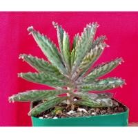 ราคา ต้นเศรษฐีพันล้าน คาลันโซ (20730927169)