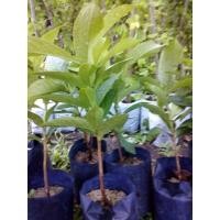 ราคา ต้นชมพู่มะเหมี่ยวปลูกง่าย (6845652100)