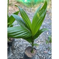 ราคา ต้นหมากเตี้ย ต้นสวย3ใบ จัดชุด4ต้น (19090915233)