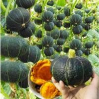 ราคา เมล็ดพันธุ์ฟักทองญี่ปุ่น เมล็ดฟักทองญี่ปุ่น Japanese Pumpkin Seeds 16เมล็ด/แพ็ค ของแท้ 100% ปลูกง่าย อัตรางอกสูง ผลผลิตส (29144065164)