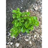 ราคา F621 ผักวอเตอร์เครส (water cress) ผักสลัดน้ําปลูกง่าย พุ่มแน่นๆ เพื่อสุขภาพ ต้านมะเร็ง ส่งของทุกวัน ต้นผัก (20285237264)