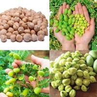 ราคา ถั่วลูกไก่10แถม1!!ถูกที่สุด10 บ.เมล็ดพันธุ์ถั่วลูกไก่ 3-18เมล็ดงอกง่ายโตไวธัญพืชซุปเปอร์ฟู้ดส์ (23585913897)