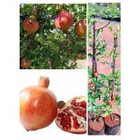 ราคา ต้นทับทิมแดงอินเดีย แบบกิ่งตอน ติดผลเร็ว หวานฉ่ำอร่อย สูง70-100ซ.ม (24762927141)