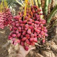 ราคา 3 เมล็ด เมล็ดพันธุ์ อินทผาลัม (Date palm) จากต้นเพาะเนื้อเยื้อ สายพันธุ์ โคไนซี่ Seed Date Seeds (55554216409)