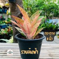 ราคา อโกลนีมา รวยล้นฟ้า Aglaonema sp. Ruaylonfa พร้อมกระถาง (20376388369)