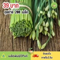 ราคา เมล็ดพันธุ์กุยช่าย 200 เมล็ด (25776960558)