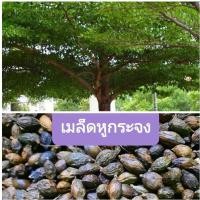 ราคา ต้นหูกระจง เมล็ดหูกระจง 1️⃣ ชุด 4️⃣0️⃣ เม็ดแถม 5️⃣ (วันนี้เท่านั้น) หูกระจง (Terminalia ivorensis) ต้นหูกระจง แผ่บารมี (22467415794)