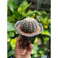 ราคา กระบองเพชร แคคตัส ยิมโนจานบิน Gymnocalycium Ragonesei กระถาง 3" (23510093071)