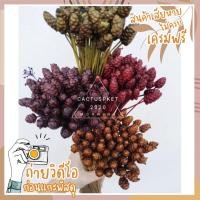 ราคา กระถินทุ่ง ดอกหญ้าแห้ง หญ้าแห้ง ดอกไม้แห้ง (3920100923)
