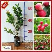 ราคา ต้นมะม่วงหาวมะนาวโห่ ผลสีแดง ต้นมะม่วงหาว ต้นมะนาวโห่ ต้นมะม่วงหาวมะนาวโห่สีแดง (3420659842)