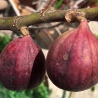 ราคา 1 ต้นมะเดื่อฝรั่ง พันธุ์ BTM6 (ญี่ปุ่น) ลำต้นสูง 30-40 ซม กระถาง 6 นิ้ว (3265949052)